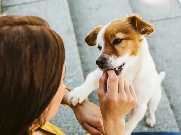 10 Best Dog Treats for Small Dogs in 2026 - Reviews & Top Picks