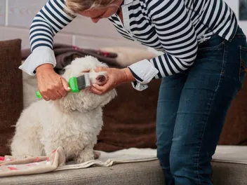 7 Adorable Havanese Haircuts (With Pictures)