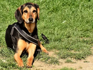 Basschshund Dog Breed: Info, Pictures, Care Guide & Traits