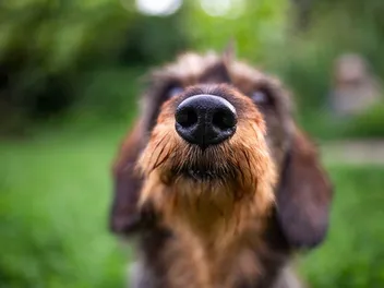 Can Dogs Detect Carbon Monoxide? What Science Says