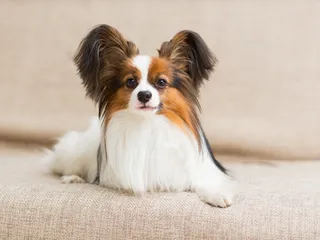 How Big Does a Papillon Get? Average Growth & Weight Chart (Vet-Verified)