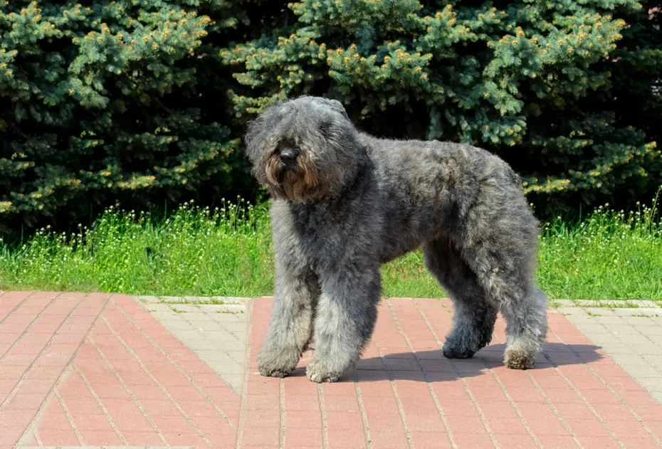 Brindle Bouvier des Flandres standing on a sidewalk oudoors