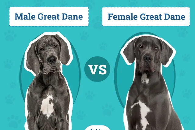 Male vs Female Great Danes: The Differences (With Pictures)