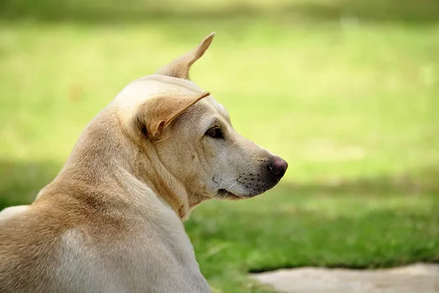 4 Vietnamese Dog Breeds: Info, Pictures & History