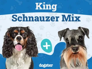 King Schnauzer Dog Breed: Info, Pictures, Traits & Care