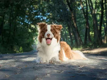 Will a Border Collie Be Good With My Cat? Facts & FAQ