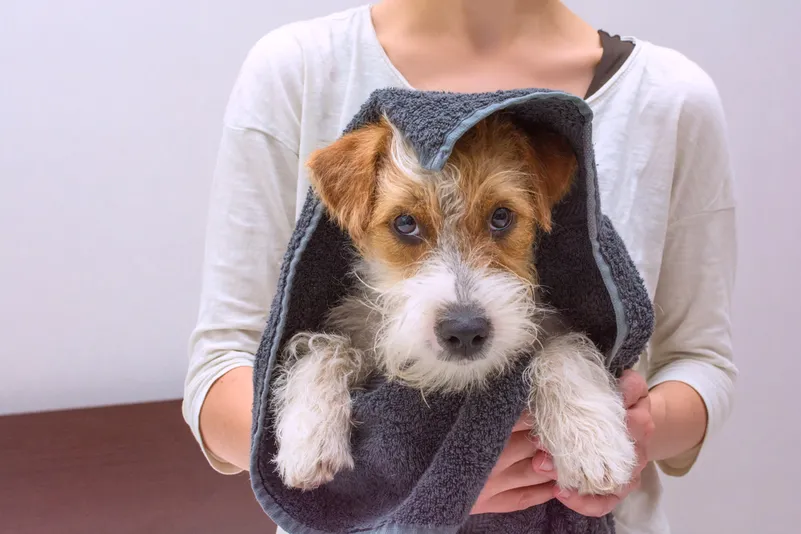 woman holding a dog in towel