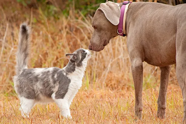 Are Weimaraners Good With Cats? 5 Introduction Tips