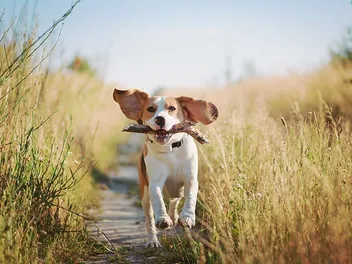 10 Dogs With the Best Hearing (With Info & Pictures)
