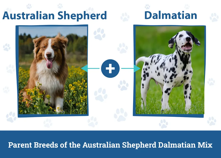 Parent Breeds of the Australian Shepherd Dalmatian Mix