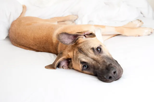 German Shepherd Great Dane Mix: Info, Pictures, Care & More
