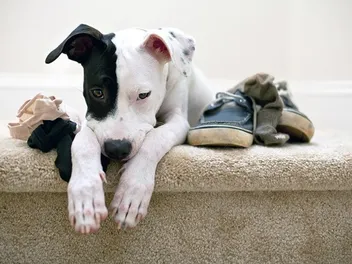 Why Does My Dog Steal My Underwear? 5 Vet-Verified Reasons & FAQ