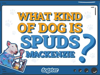 What Kind of Dog Breed Was Spuds MacKenzie? Celebrity Dogs Presented