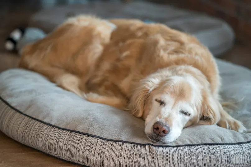 Senior Golden Retriever sleeping on a grey dog bed
