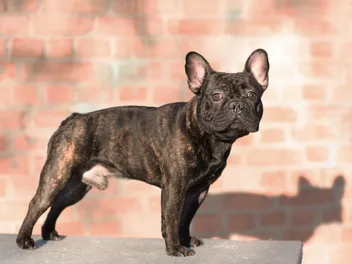 Brindle French Bulldog: Info, Pictures, Origin & History