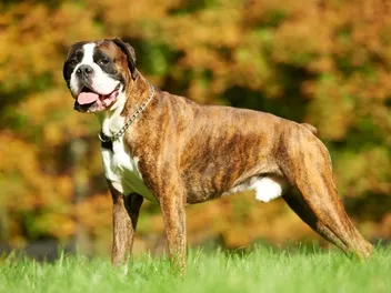 10 Most Popular Dog Breeds in Massachusetts in 2026 (With Pictures)