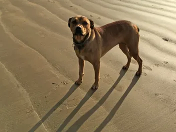 American Bandogge Mastiff Dog Breed: Info, Pictures & Care