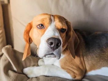 Do Dogs Get Headaches? Vet-Approved Signs & FAQ