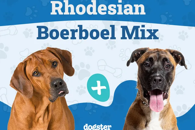 Rhodesian Boerboel Mix Dog Breed: Info, Pictures, Care Guide & Traits