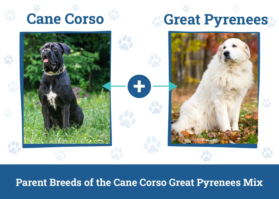 Parent Breeds of the Cane Corso Great Pyrenees Mix