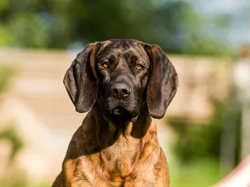 Hanover Hound Dog Breed: Info, Pictures, Care Guide & More