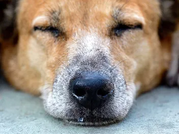 Why Is My Dog's Nose Running? Vet-Explained Causes & How to Stop It