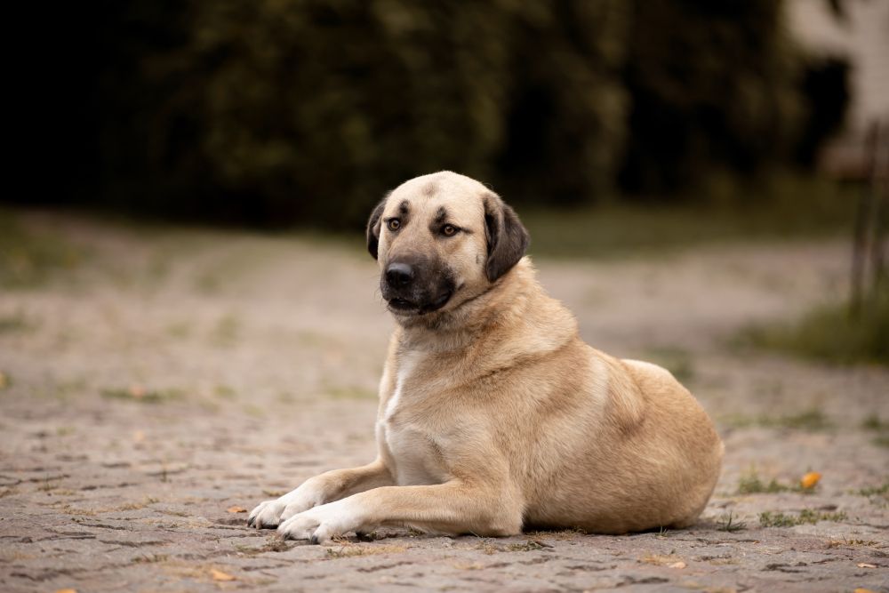 kangal dog lying on the ground