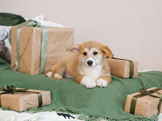 20 Luxury Dog Gifts: Unique Products for the Pampered Pooch