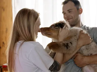 Do Australian Shepherds Make Good Service Dogs? 6 Vet-Verified Reasons