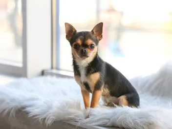 Are Chihuahuas Smart? Vet-Approved Intelligence Explanation