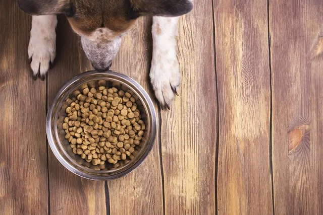 BHA & BHT: Dog Food Ingredients to Avoid