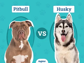 Pitbull vs. Husky: Notable Differences (With Pictures)
