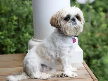 Shiffon (Brussels Griffon & Shih Tzu Mix) Dog Breed: Info, Pictures, Care & More