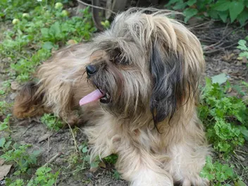 Silky Tzu (Silky Terriers & Shih Tzu Mix) Dog Breed: Info, Pictures, Care & More