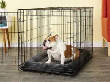 8 Best Dog Crate Beds in 2026 - Reviews & Top Picks