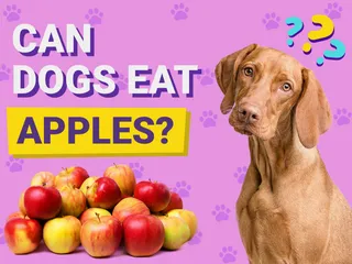 Can Dogs Eat Apples? Vet-Reviewed Nutrition Facts & FAQ