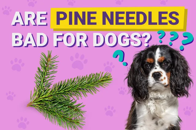 Are Pine Needles Bad for Dogs? Vet-Approved Facts & FAQ