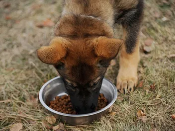 14 Best Large Breed Puppy Foods in 2026 – Reviews & Top Picks