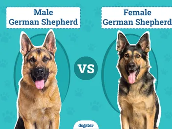 Male vs Female German Shepherd: The Differences (With Pictures)
