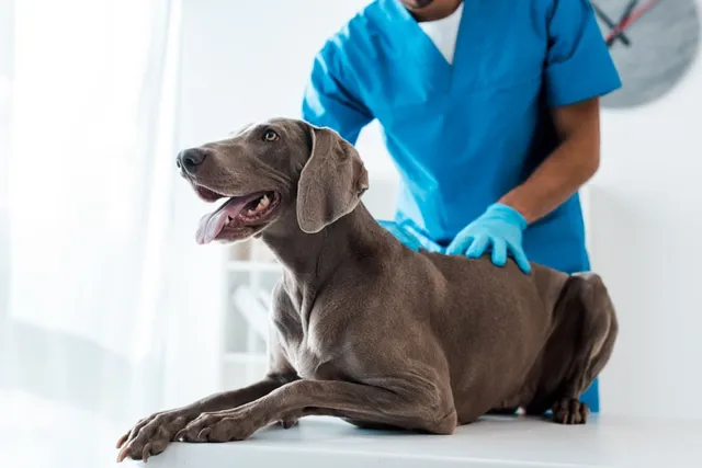If a Crisis Arose, Could You Cover Expensive Veterinary Care?