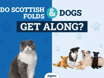 Do Scottish Folds Get Along With Dogs? Introduction & Safety Tips