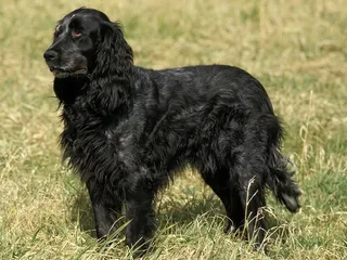 Blue Picardy Spaniel Dog Breed: Info, Pictures, Care Guide & Traits