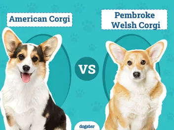 American Corgi vs Pembroke Welsh Corgi: How to Tell Them Apart
