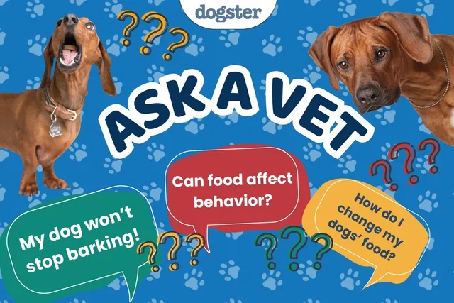 Ask Dr. Paola - Help! My Dog's Won't Stop Barking! (February 23, 2026)