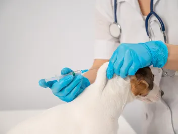 Diabetes in Dogs: Our Vet Discusses Causes, Signs & Treatment