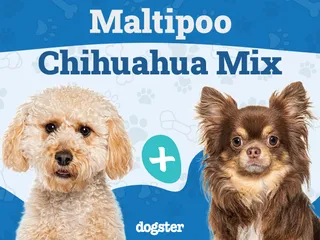 Maltipoo Chihuahua Mixed Dog Breed: Info, Pictures, Care Guide & More