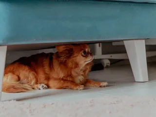 Why Is My Dog Afraid of Strangers? 4 Reasons & Training Tips