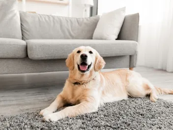 8 Well-Tempered Dog Breeds (With Info & Pictures)