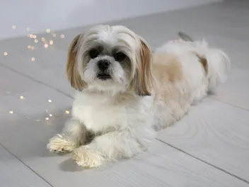 20 Designer Dog Breeds: Info, Pictures & Traits