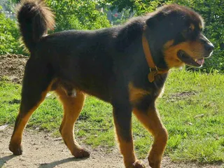 Himalayan Sheepdog Breed Guide: Info, Pictures, Care & More